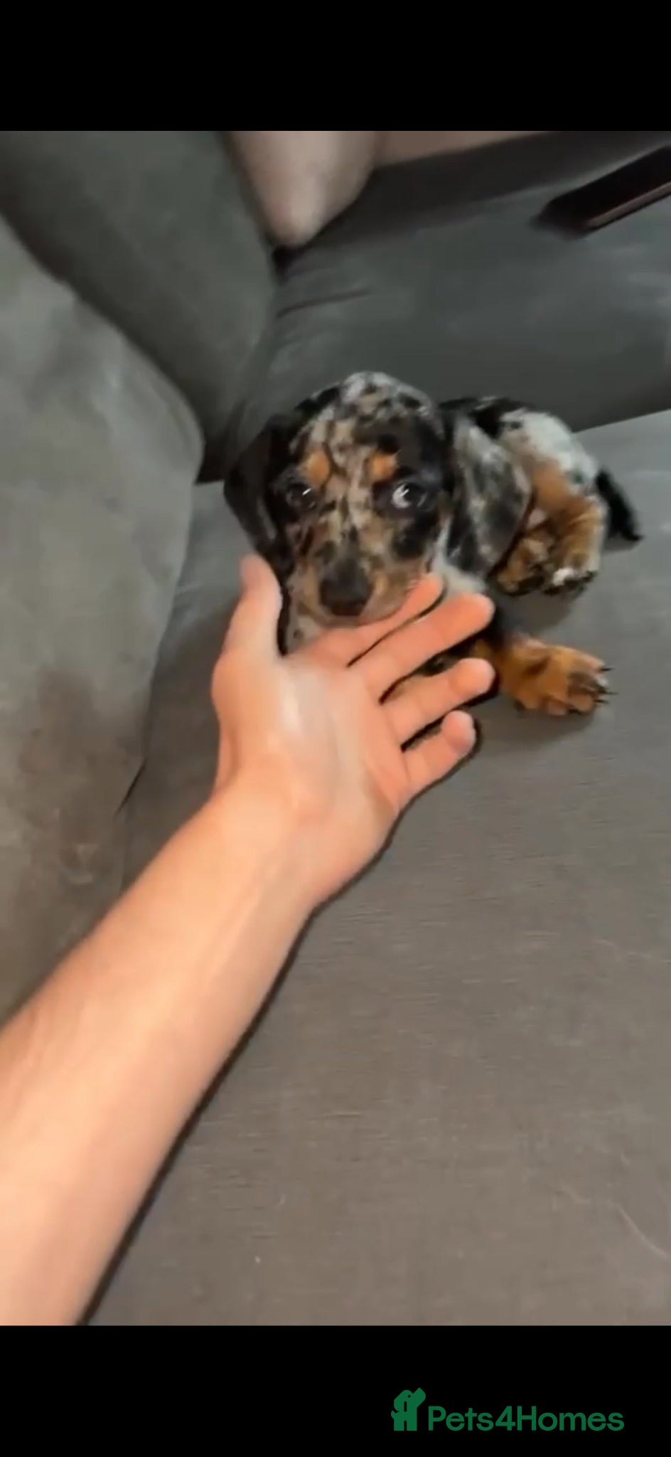 Jackshund dogs Female Available ♥️ - Advert 1