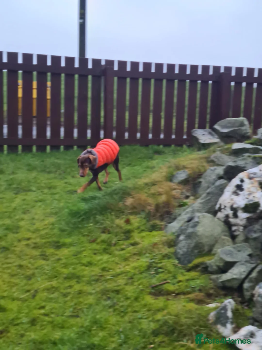 Mixed Breed dogs for adoption: Sienna is looking for her forever family  - Advert 3