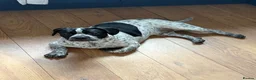 Mixed Breed dogs for sale: 8 months old puppy  - Advert 2