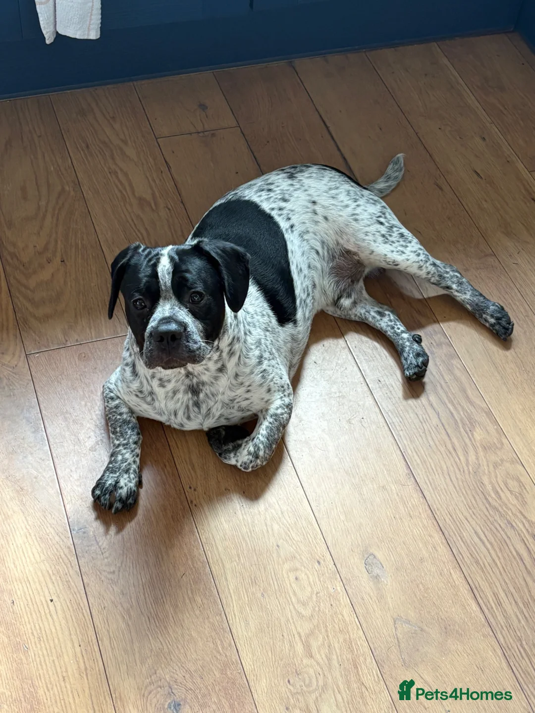 Mixed Breed dogs for sale: 8 months old puppy  - Advert 2