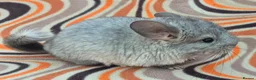 Chinchilla rodents for sale: Variety of chinchillas babys and adults - Advert 25