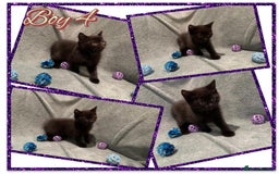British Shorthair cats for sale: British shorthair kittens - Advert 13