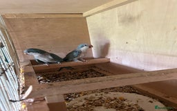 Parakeets birds for sale: Quaker parakeet  - Image 2