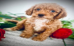 Cavapoo dogs for sale: 🐶 Beautiful F1B Cavapoo Puppies for Sale 🐶 - Image 9