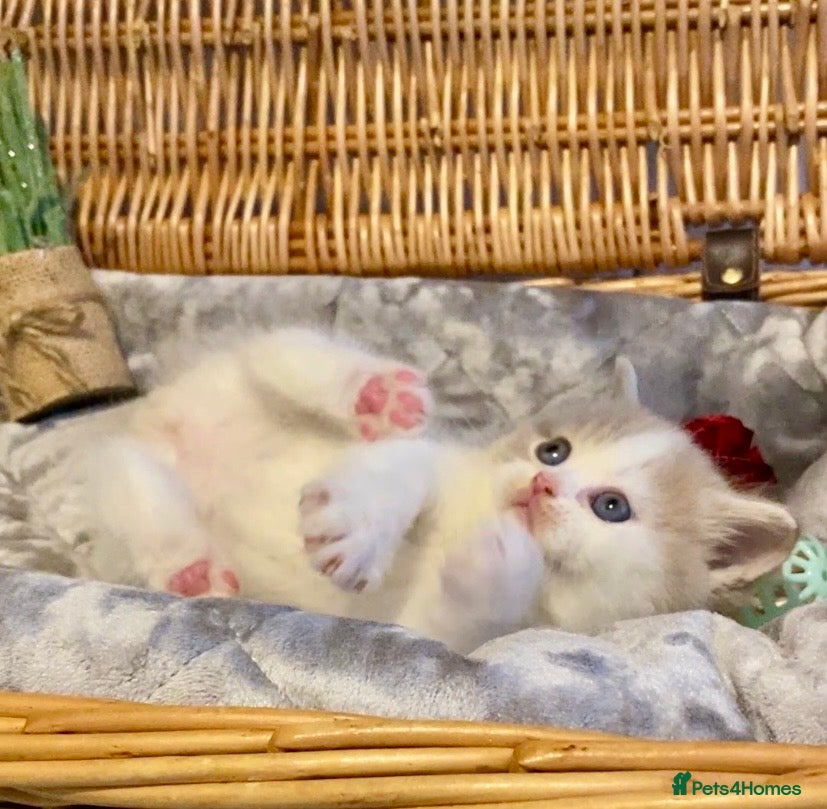 Scottish Fold cats 🧸😻CHAMPION LINE TICA ACTIVE SCOTTISH/BSH😻🧸 - Advert 1