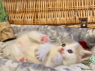 Scottish Fold cats 🧸😻CHAMPION LINE TICA ACTIVE SCOTTISH/BSH😻🧸 - Advert 1