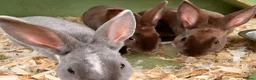 Rex rabbits for sale: 3 beautiful Rex males - Advert 7
