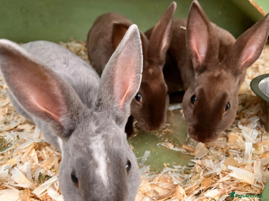 Rex rabbits for sale: 3 beautiful Rex males - Advert 7