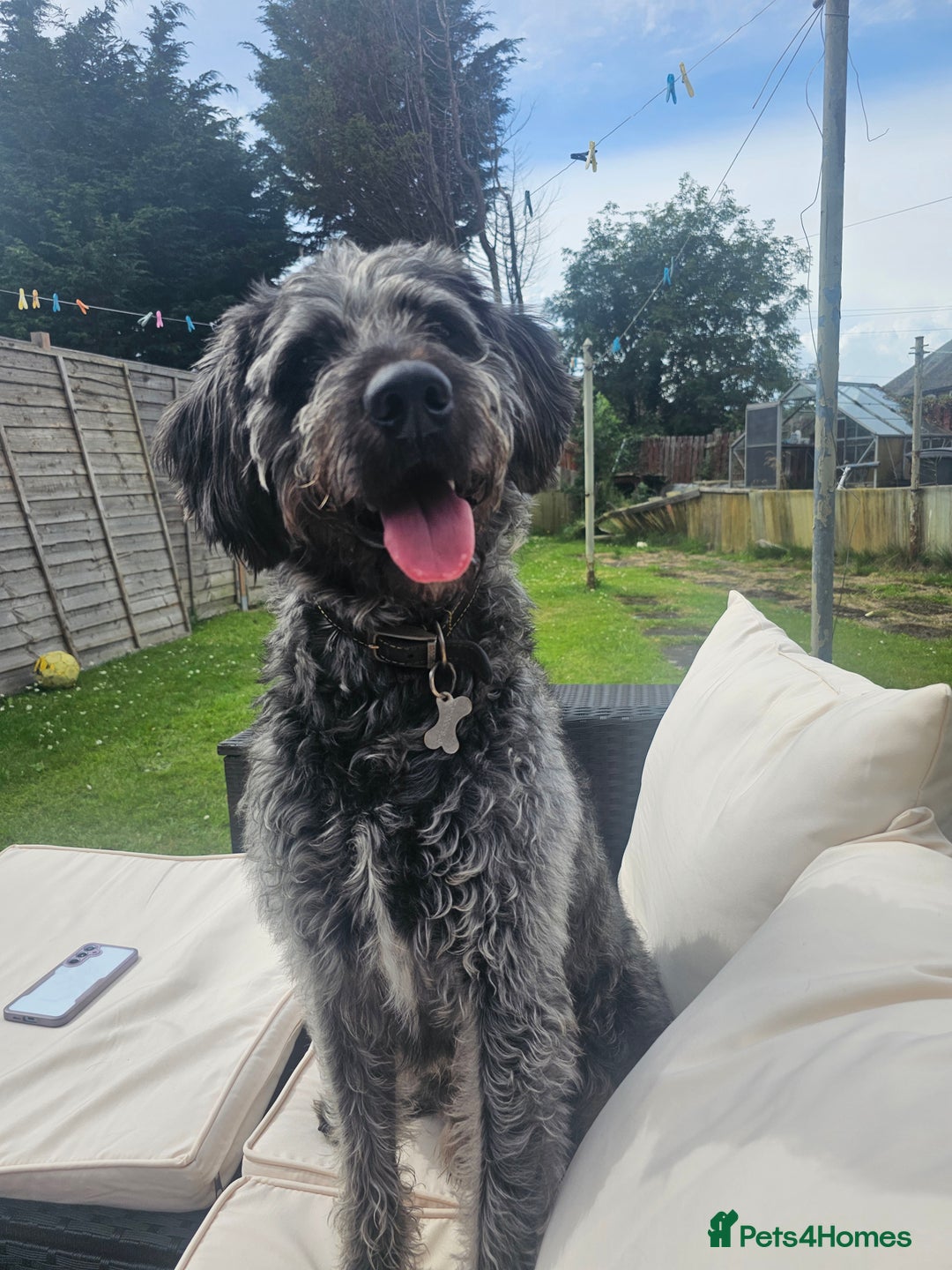 Labradoodle dogs for stud: Bigby - Image 5