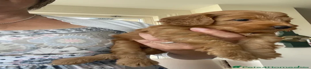 Cockapoo Puppy 3