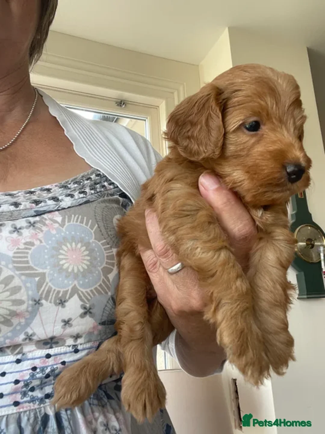 Cockapoo dogs for sale:  Teddy Bear type Cockapoos. - Image 16
