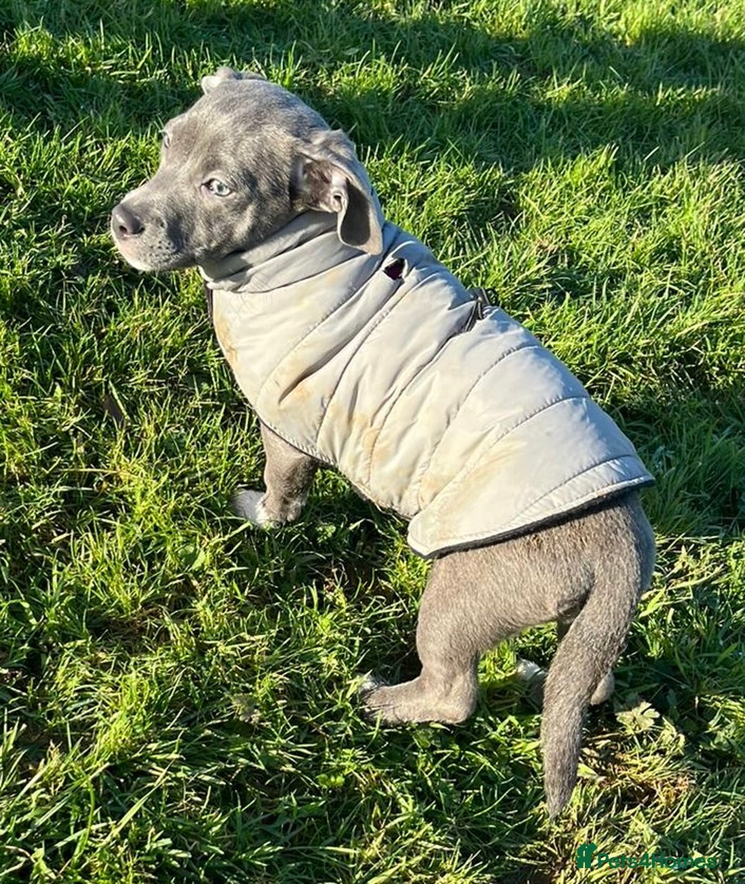 Mixed Breed dogs for sale: Frenchie x dachshund  - Advert 3