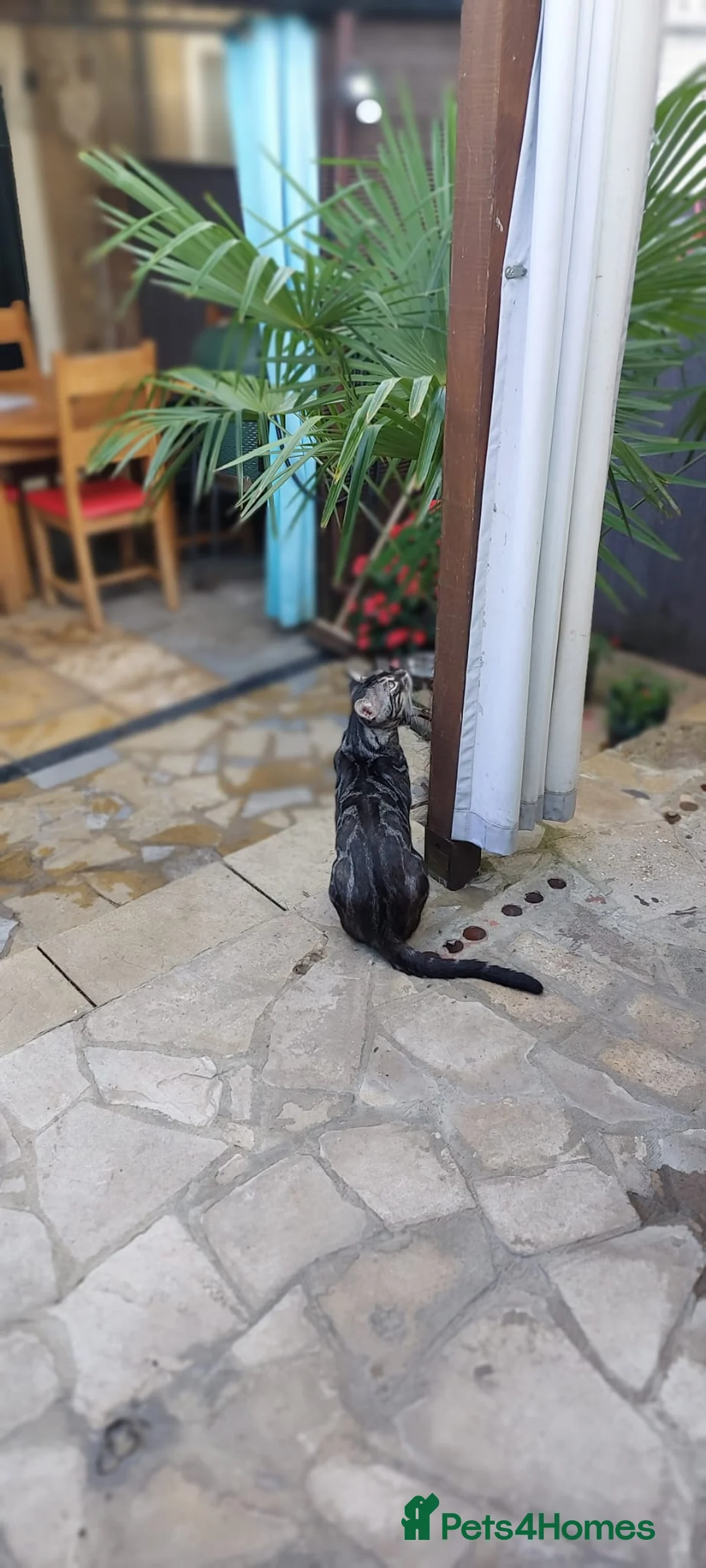 Bengal cats for stud: OUTSTANDING SILVER CHARCOAL BENGAL STUD - Advert 11