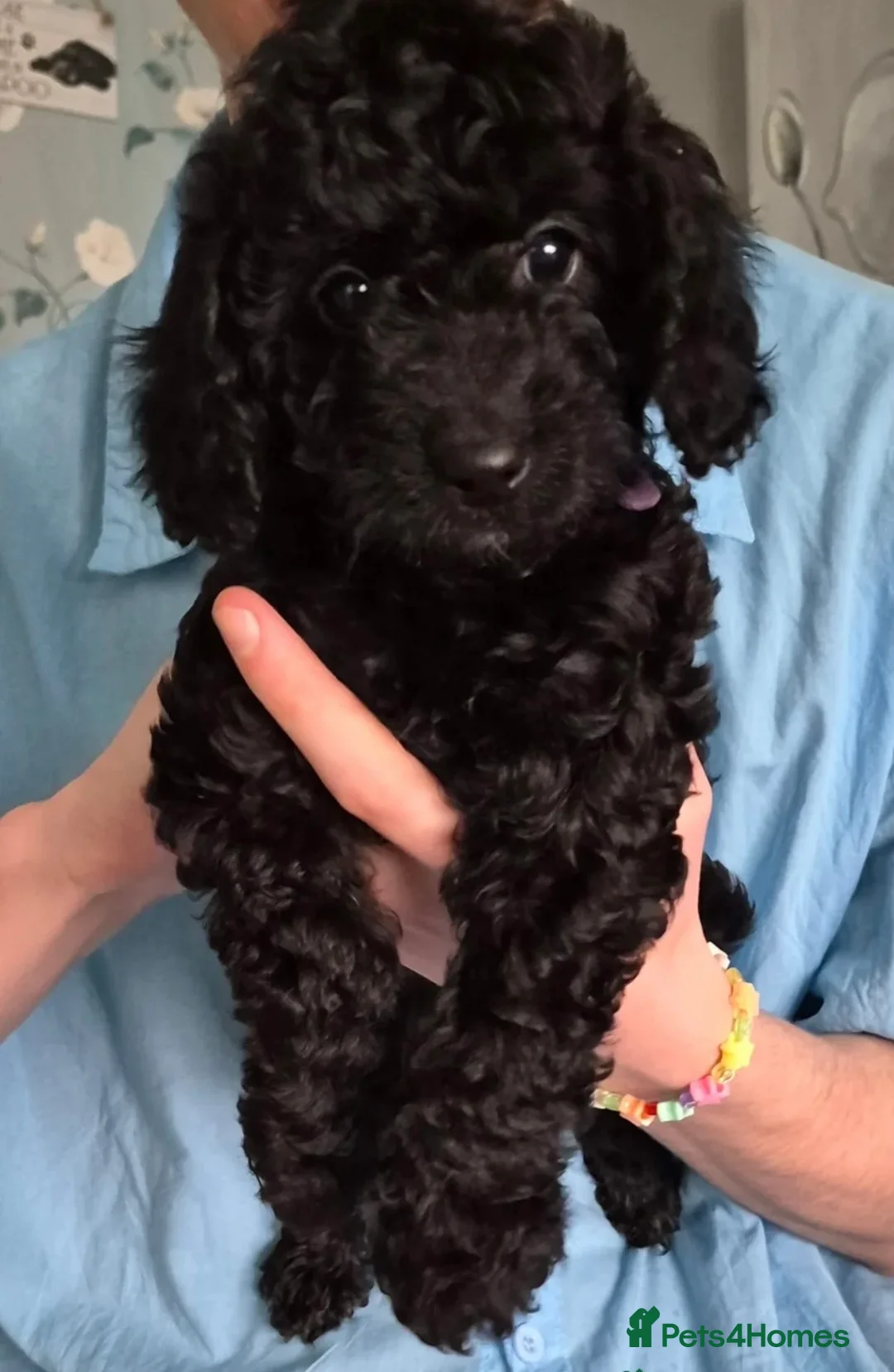 Cockapoo dogs for sale: Black FB1 cockapoo girl in Edgware - Advert 1