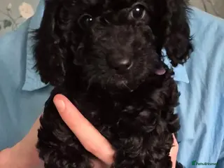 Cockapoo dogs Black FB1 cockapoo girl - Advert 1