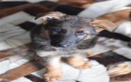 German Shepherd dogs for sale: German Shepherd Puppies - Image 3
