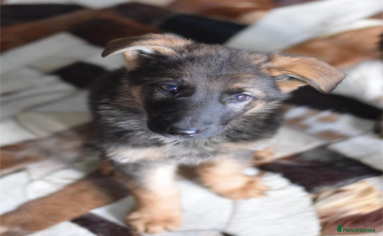 German Shepherd dogs - Advert 8