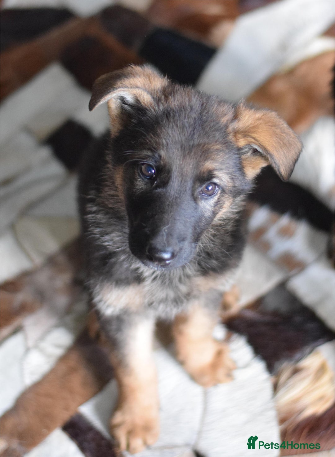 German Shepherd dogs for sale: German Shepherd Puppies - Image 3