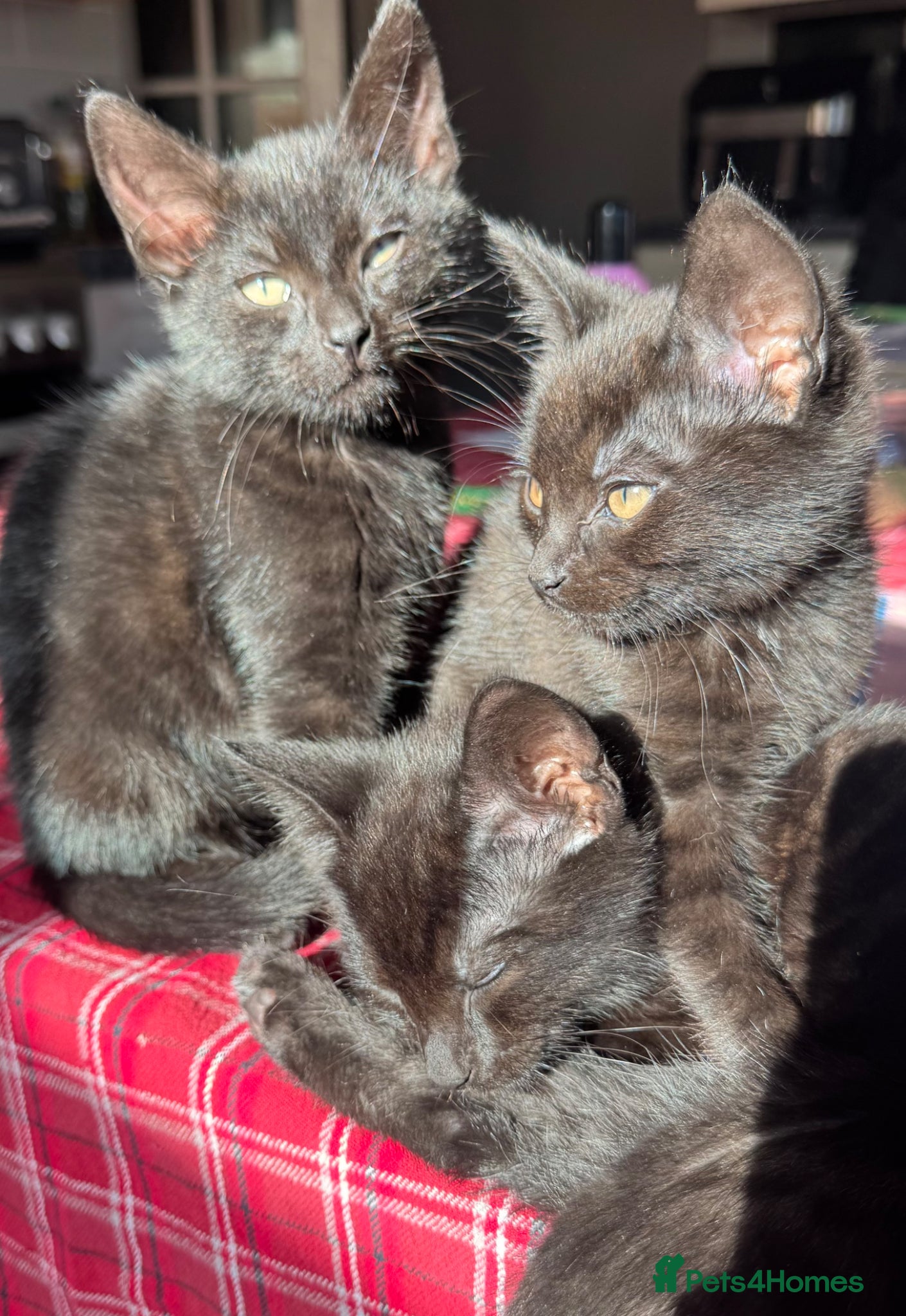 Mixed Breed cats 3 gorgeous boys  - Advert 14
