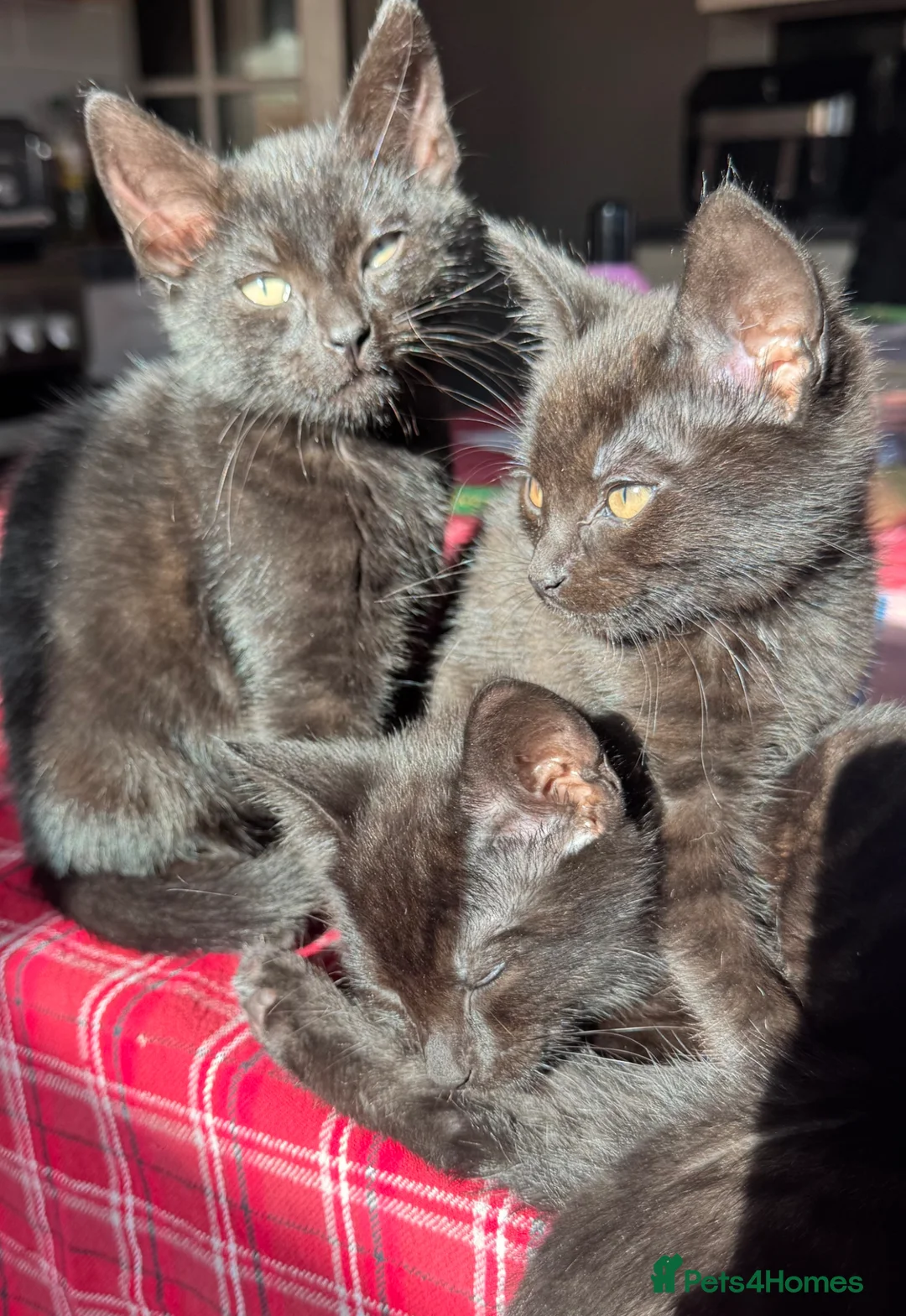 Mixed Breed cats for sale: 3 gorgeous boys  - Advert 1