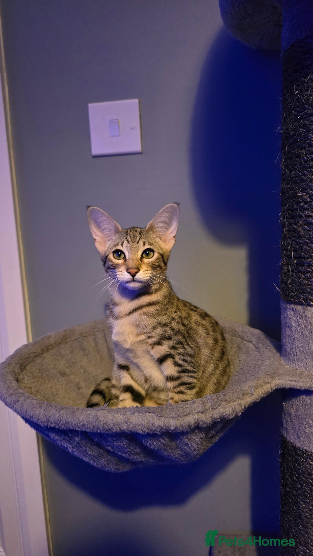 Savannah cats for sale: Savannah kittens F8 - Ready to leave!  - Advert 1