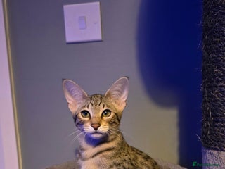 Savannah cats Savannah kittens F8 - Ready to leave! - Advert 8