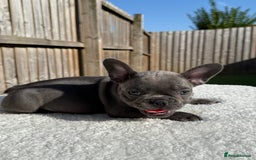 French Bulldog dogs for sale: Hikema X Cheeko (French bulldogs) - Image 22