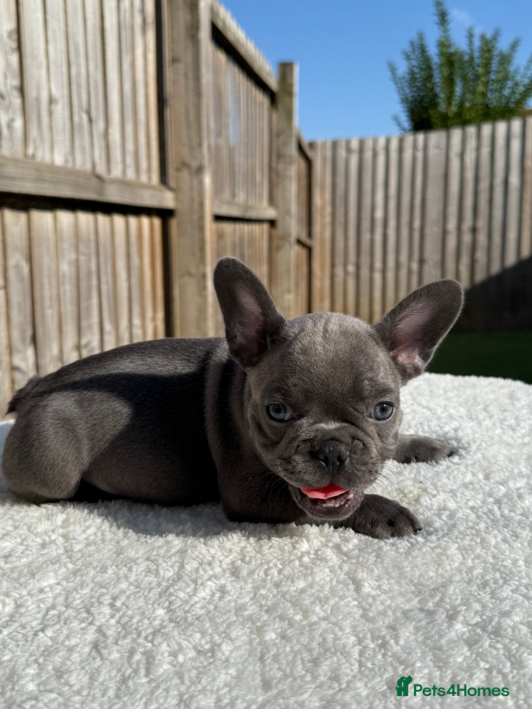 French Bulldog dogs for sale: Hikema X Cheeko (French bulldogs) - Image 22