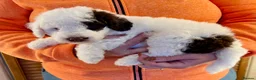 Labradoodle dogs for sale: Curly F1b Labradoodles Health tested parents  - Advert 23