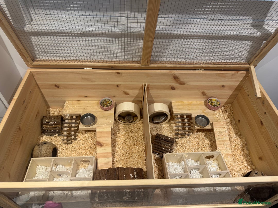 Hamster rodents for sale: 2 Boy Dwarf Hamsters  - Image 11