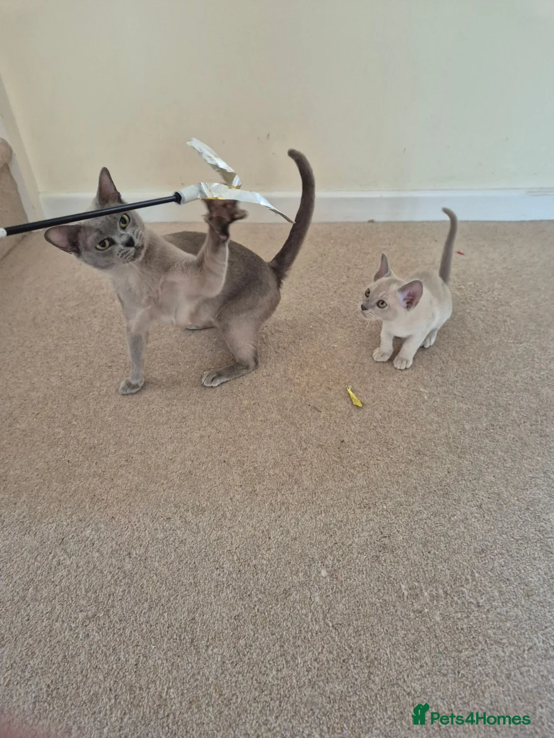 Burmese cats for sale: Gorgeous Pedigree Burmese Kittens - Advert 28