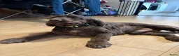 Cocker Spaniel dogs for sale: 3 year old male show cocker  - Advert 3