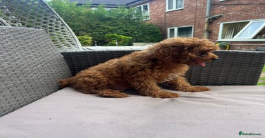 Cavapoo dogs - Advert 7