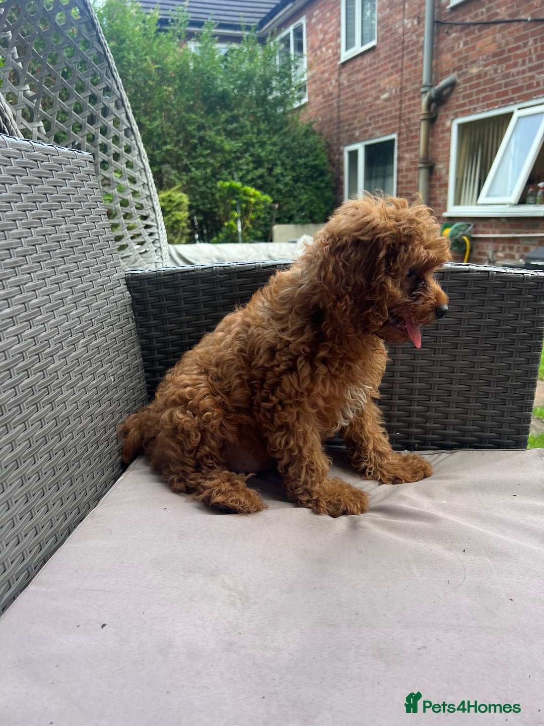 Cavapoo dogs for sale: A lovely toy cavapoo boy  - Image 3