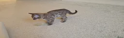 Bengal cats for sale: Female Bengal kittens x3 TICA registered  - Advert 7