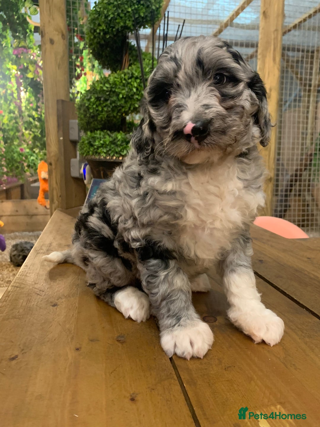 Bernedoodle dogs for sale: F1b Standard Bernedoodle  - Advert 1