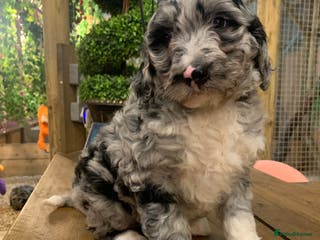 Bernedoodle dogs F1b Standard Bernedoodle - Advert 6