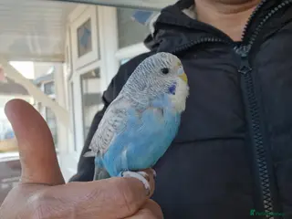 Budgerigars birds Super silly hand tamed baby budgies - Advert 7