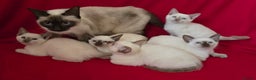 Siamese cats for sale: Beautiful Traditional Siamese Kittens  - Advert 9