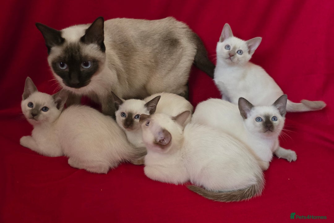 Siamese cats for sale: Beautiful Traditional Siamese Kittens  - Advert 9