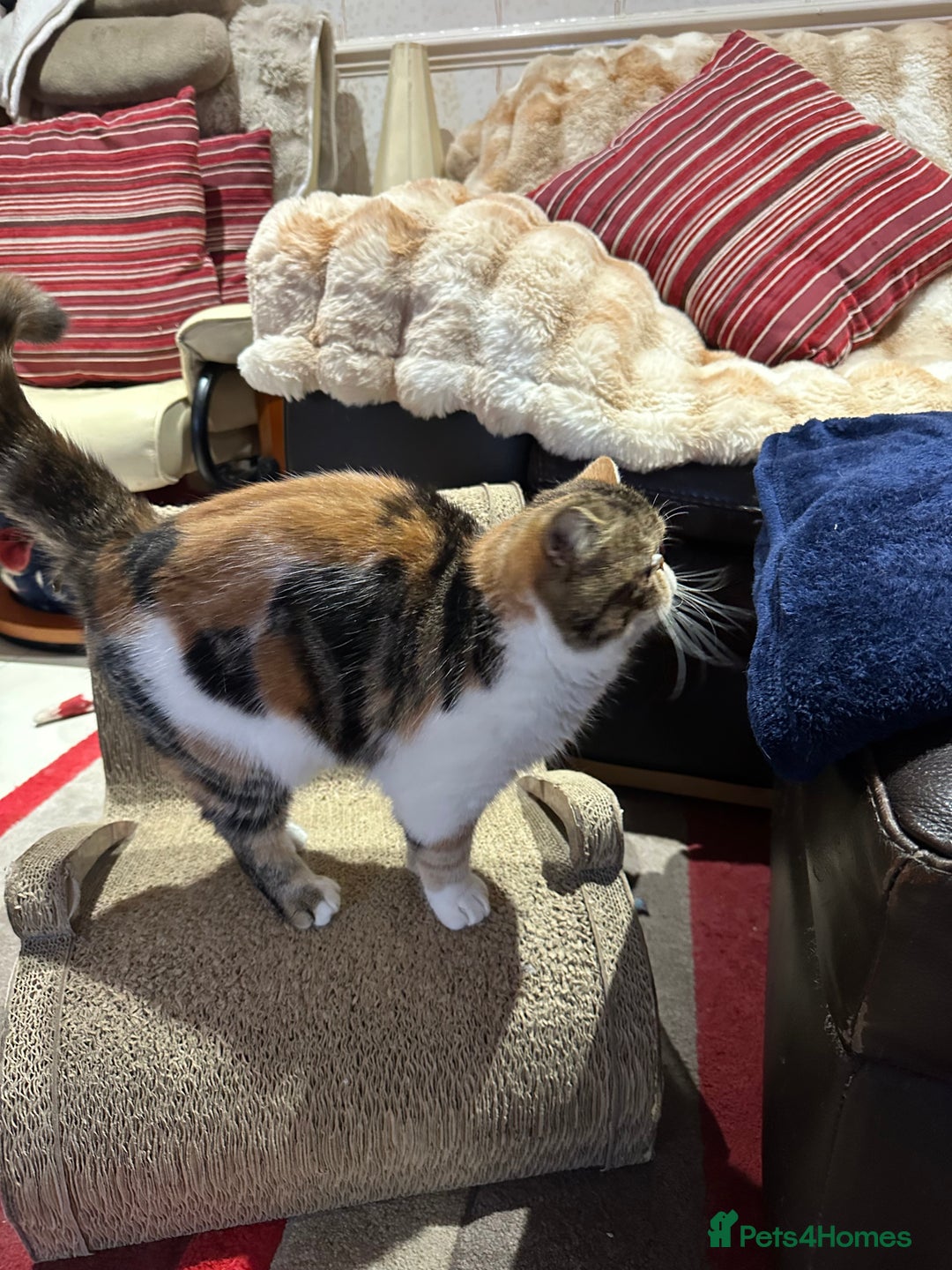 Exotic cats for sale: Exotic Shorthair female looking for her new home - Image 5