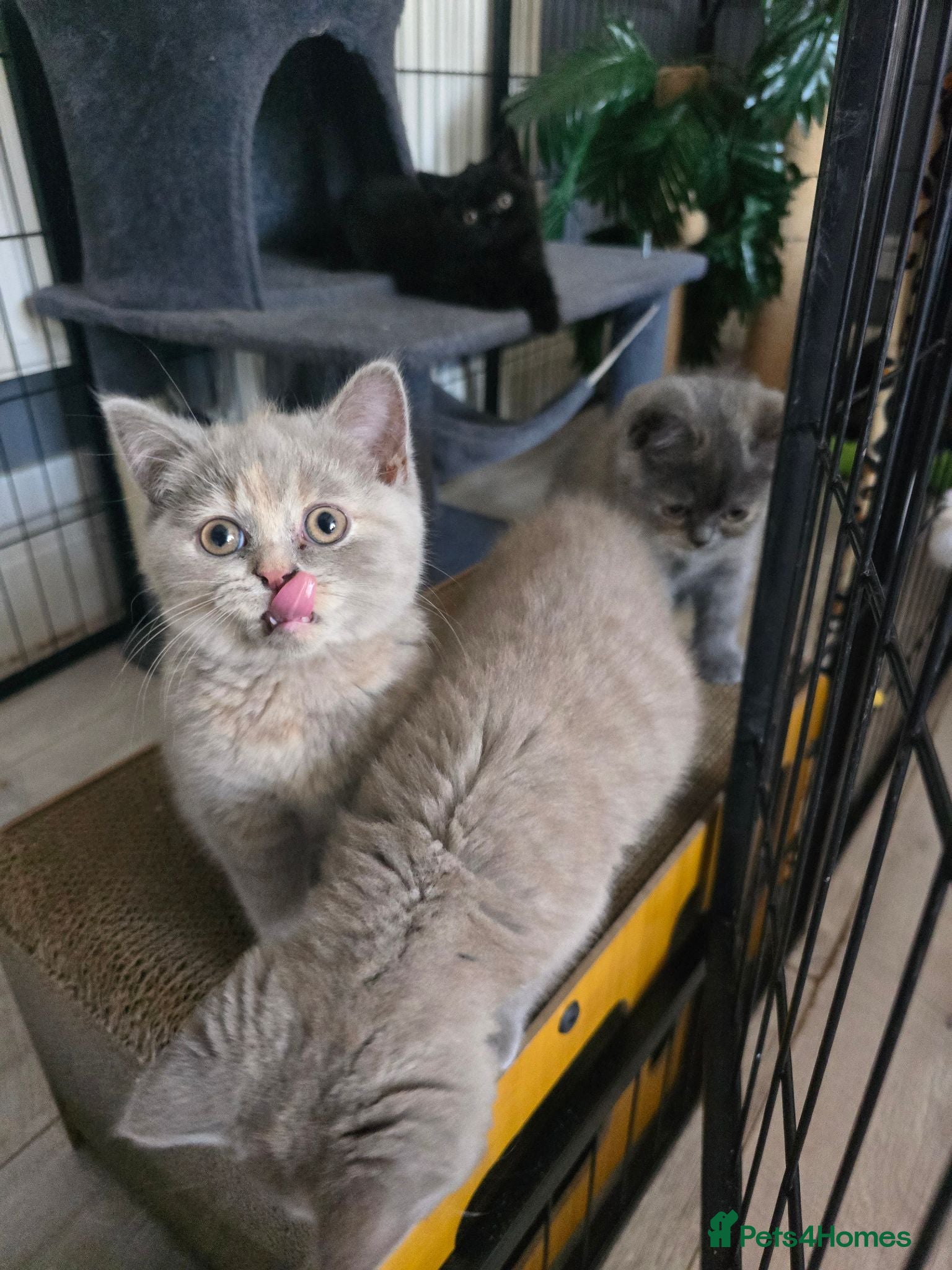 British Shorthair cats Absolutely beautiful kittens looking forever homes - Advert 5