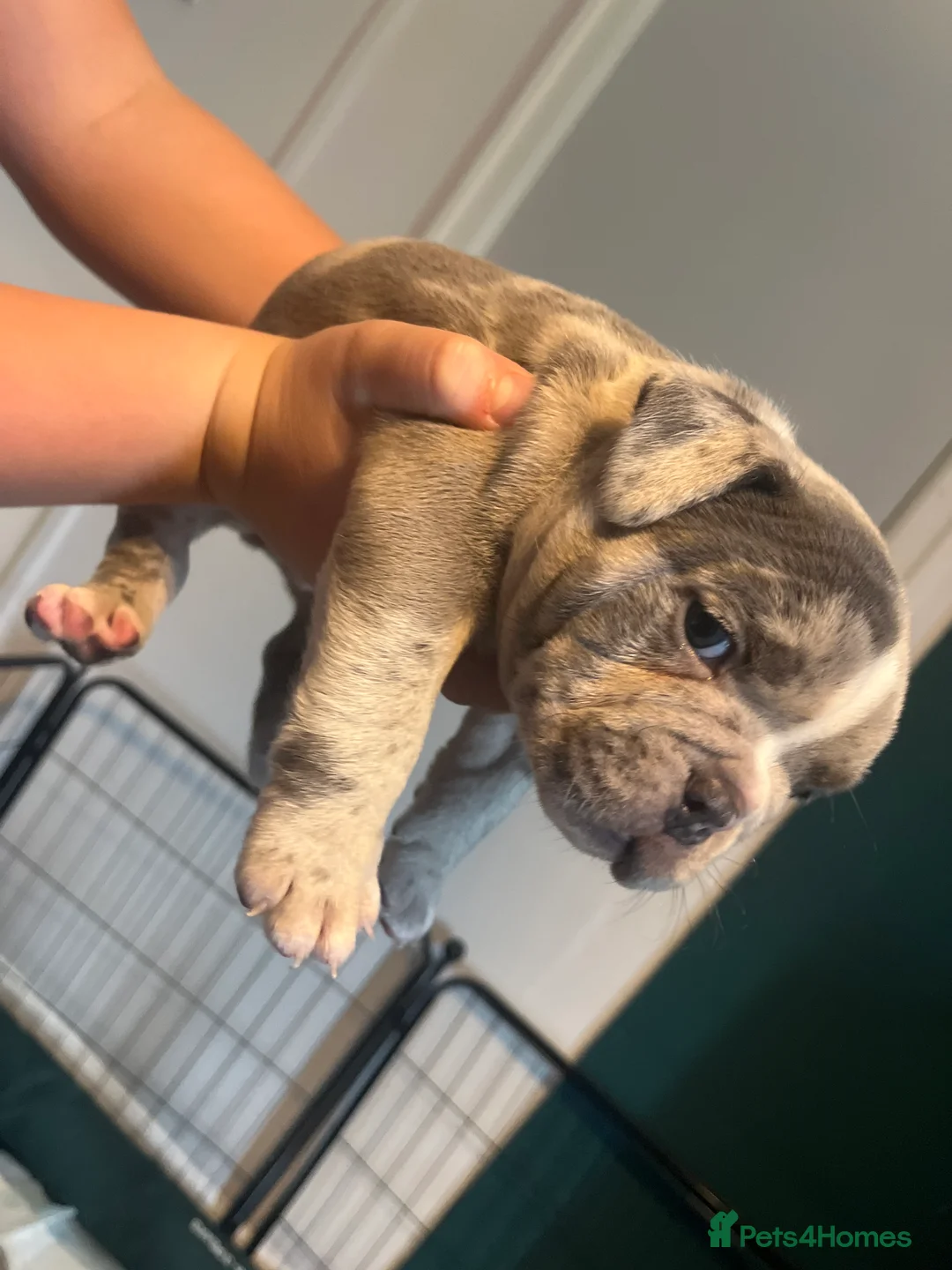 American Bully dogs for sale: Demi  in Manchester - Advert 2