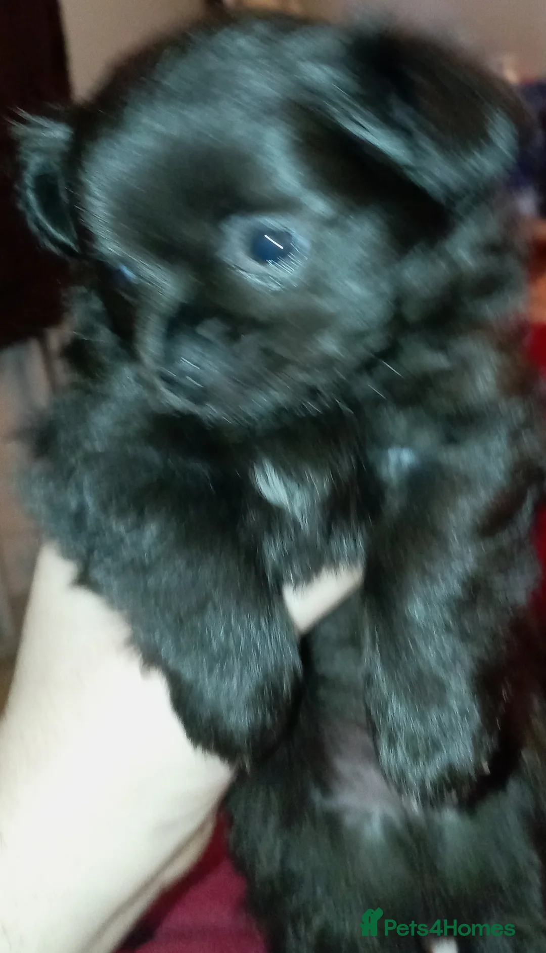 Chihuahua dogs for sale: 2 Black long haired Male chihuahua puppies  - Advert 6