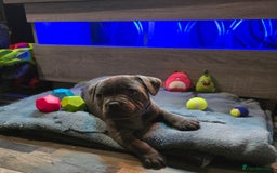 Staffordshire Bull Terrier dogs for sale: Stunning Staffordshire bull terrier pups  - Image 36