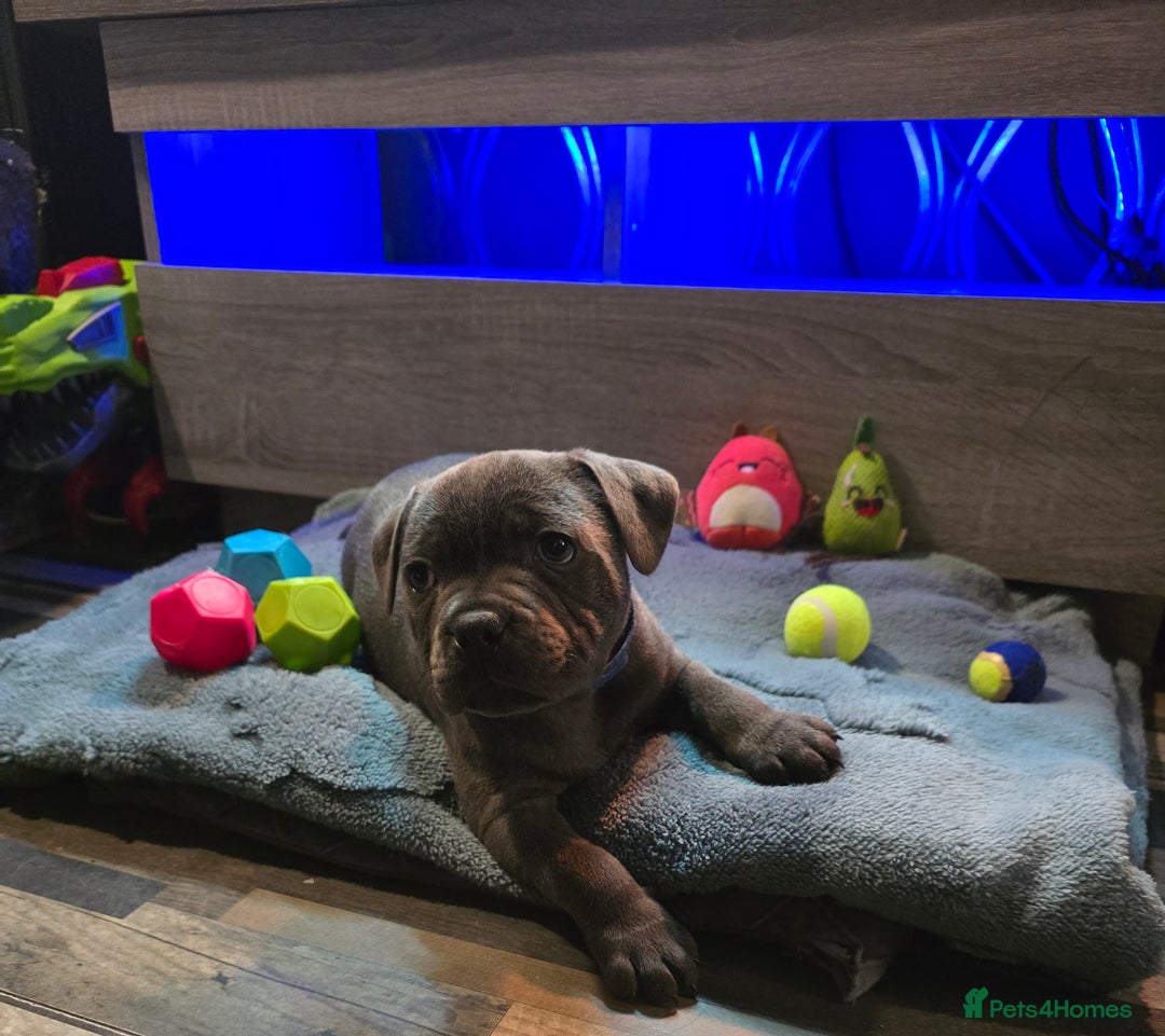 Staffordshire Bull Terrier dogs for sale: Stunning Staffordshire bull terrier pups  - Image 36
