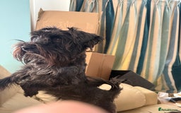 Miniature Schnauzer dogs for sale: 🎄🧑‍🎄Gorgeous KC Reg mini Schnauzers - Image 4