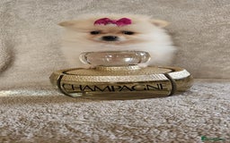 Pomeranian dogs for sale:  Beautiful Pomeranian puppies  - Image 10