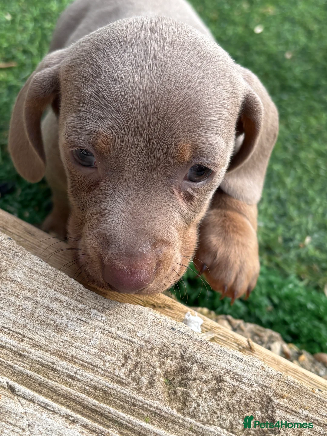 Dachshund dogs for sale: 4 beautiful Isabella and tan puppy’s  - Advert 27