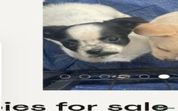 Mixed Breed dogs for sale: Rehome - Image 1